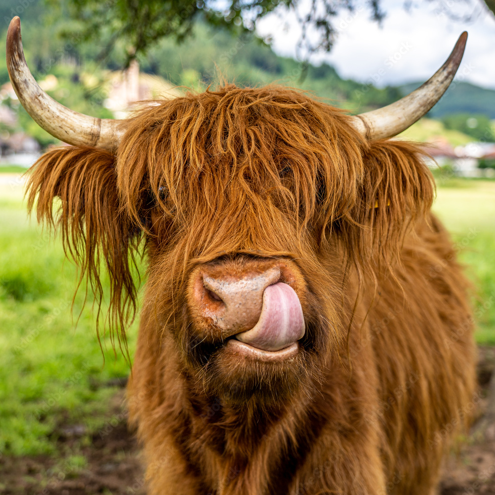 Wooly Highland Cow – Framed Tile